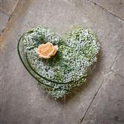 Baby heart