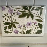 Birthday Love geranium 