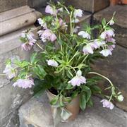 Hellebore plant 