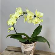 Easter Orchid 
